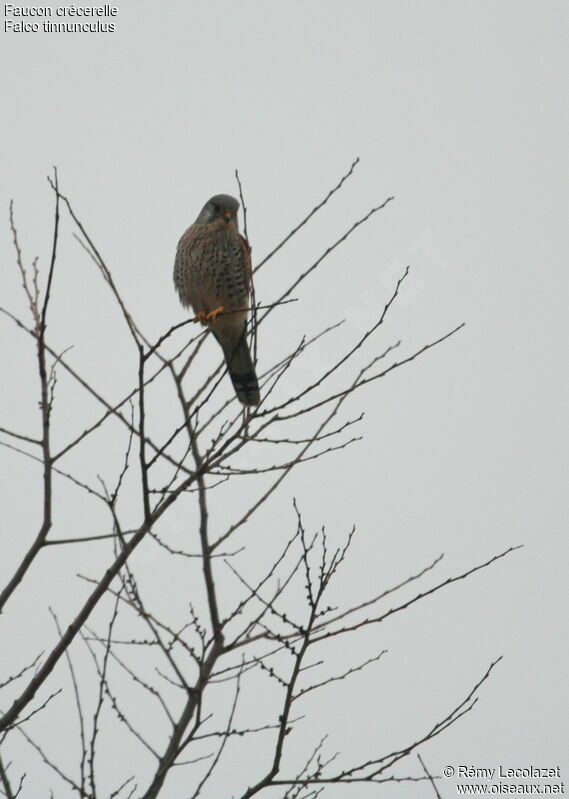 Faucon crécerelle