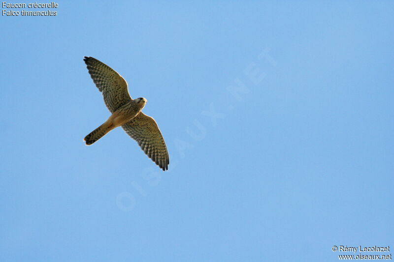 Common Kestrel