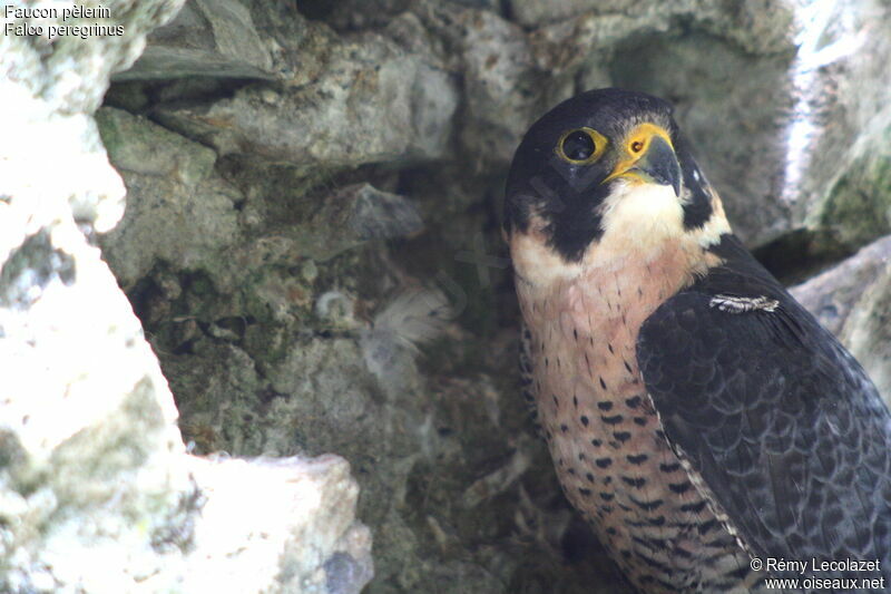 Peregrine Falconadult