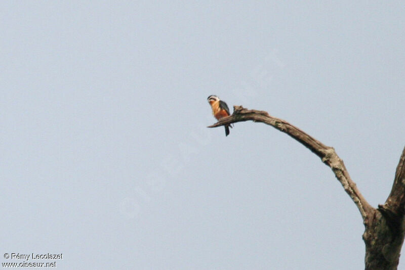 Collared Falconet