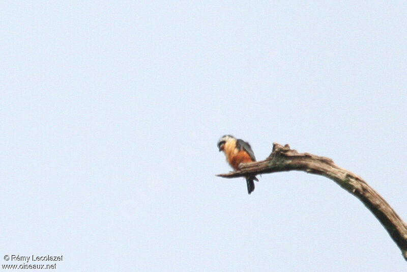 Collared Falconet