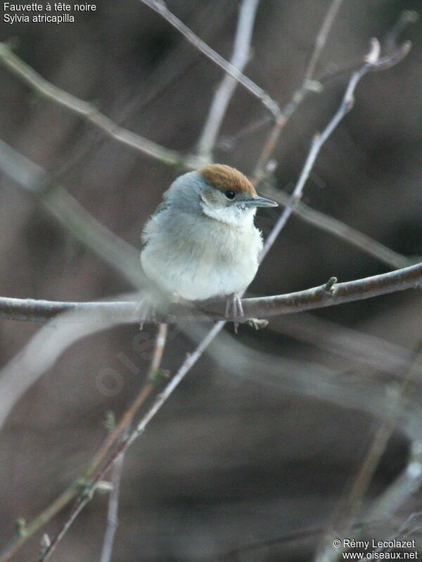 Eurasian Blackcap female adult post breeding