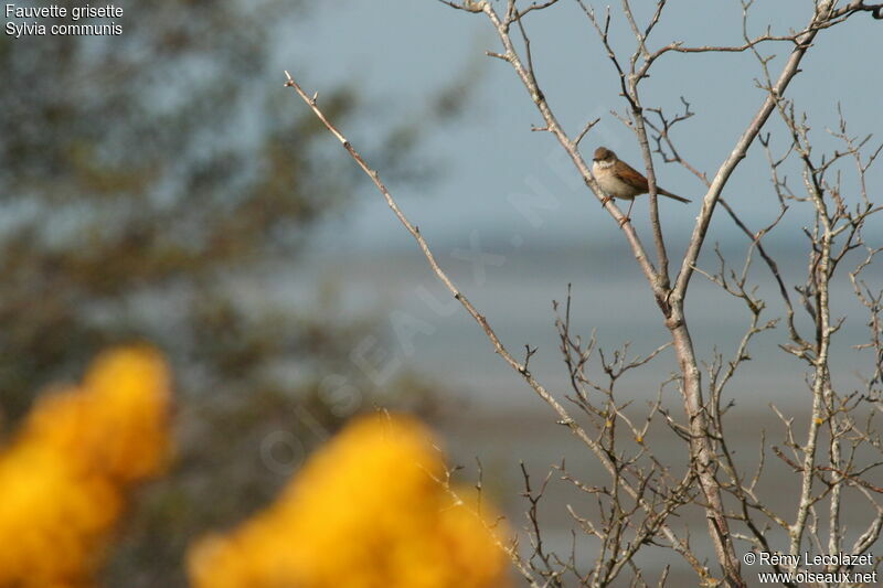 Common Whitethroatadult breeding