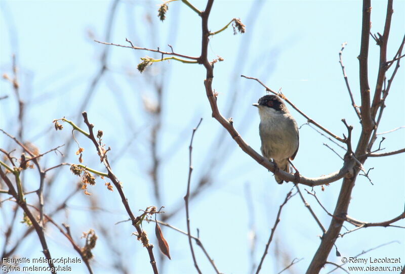 Sardinian Warbler male adult