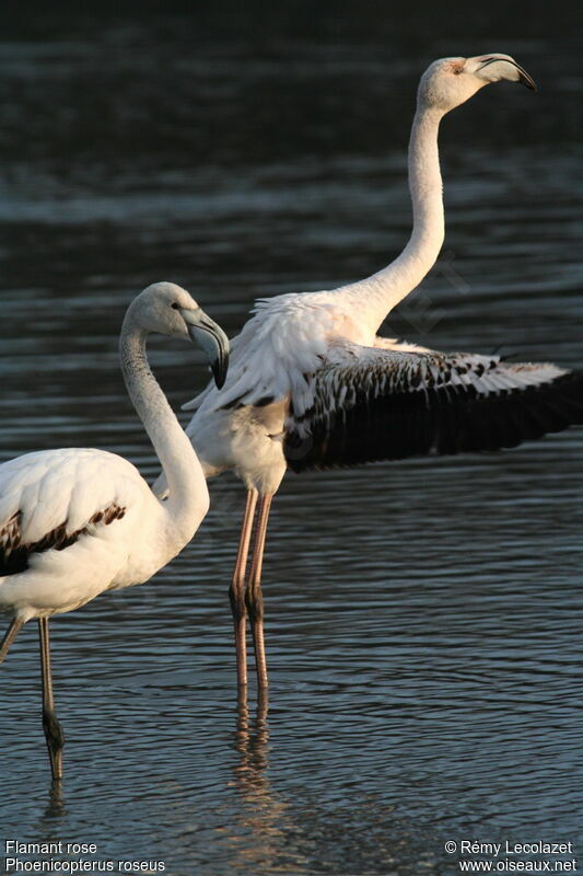 Greater Flamingojuvenile