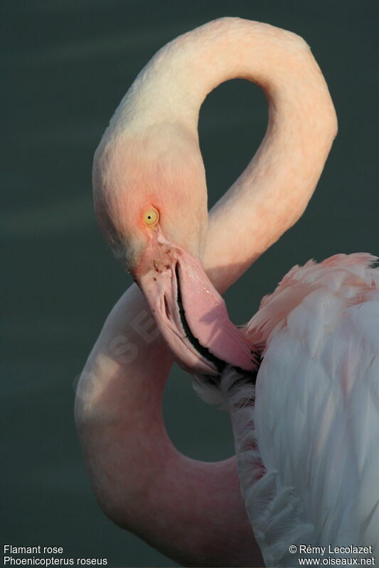 Greater Flamingoadult