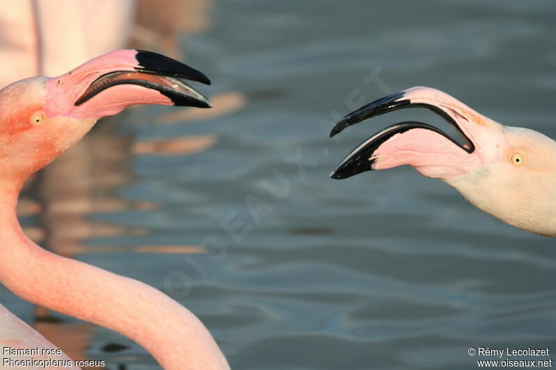 Greater Flamingoadult