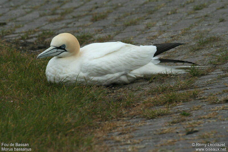 Northern Gannet