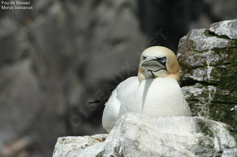 Northern Gannet