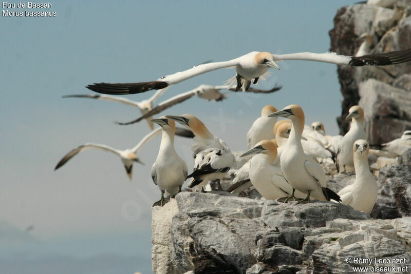 Northern Gannet, Flight