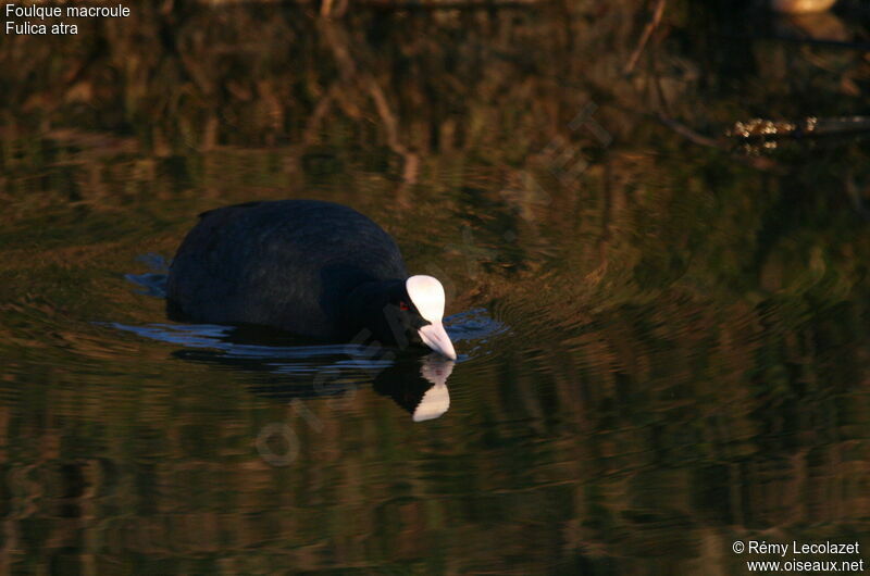 Eurasian Coot