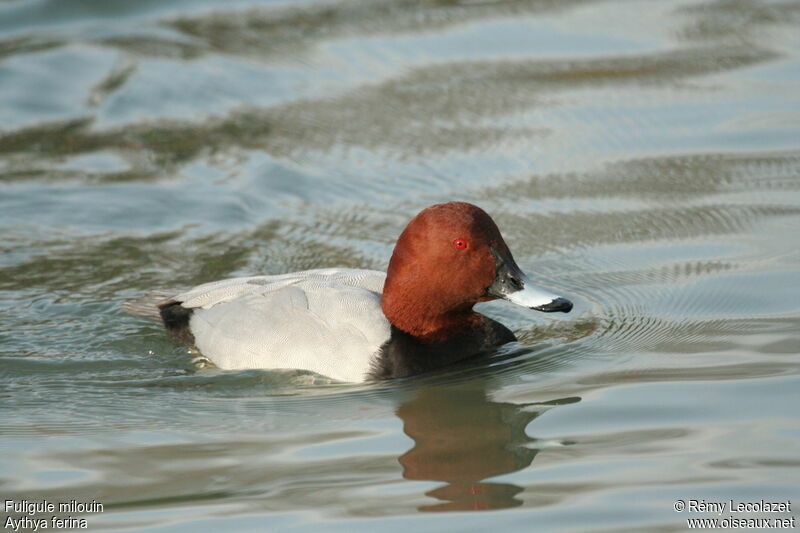 Common Pochard male adult