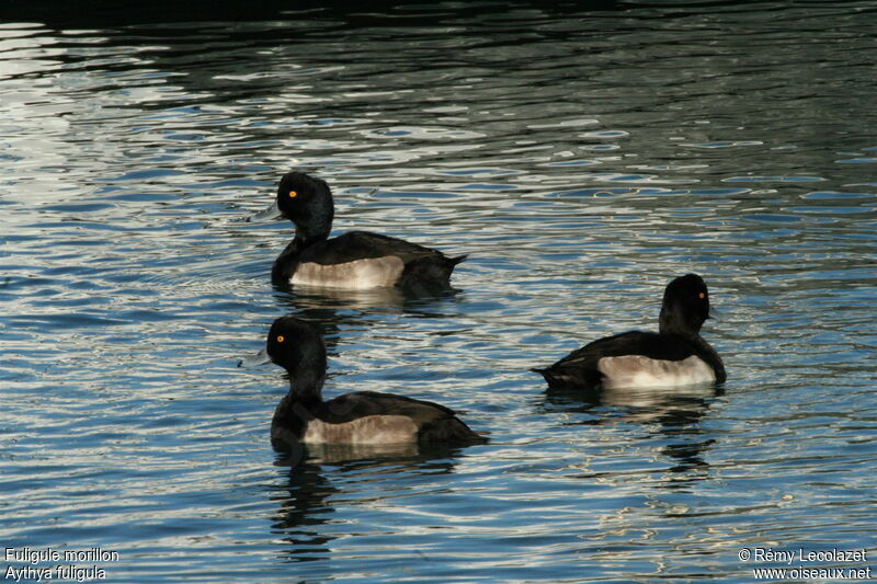 Tufted Duck male