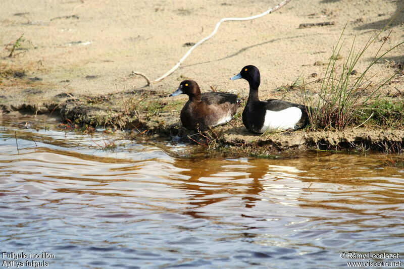 Tufted Duck adult