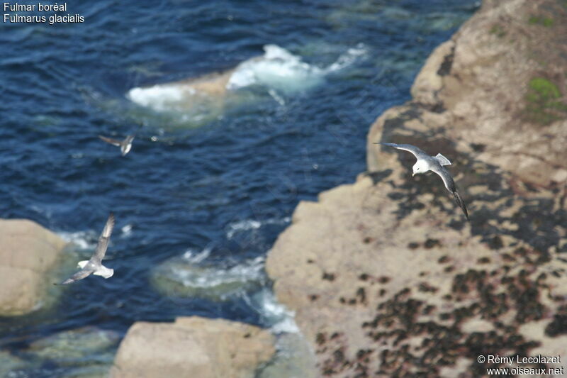 Fulmar boréal, Vol