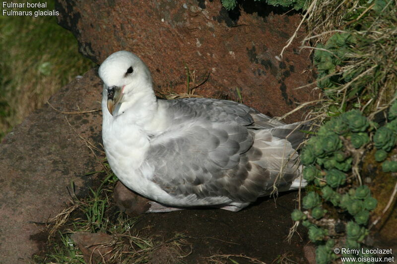 Northern Fulmar