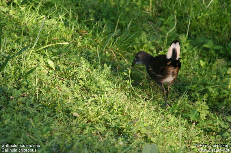 Common Moorhenjuvenile