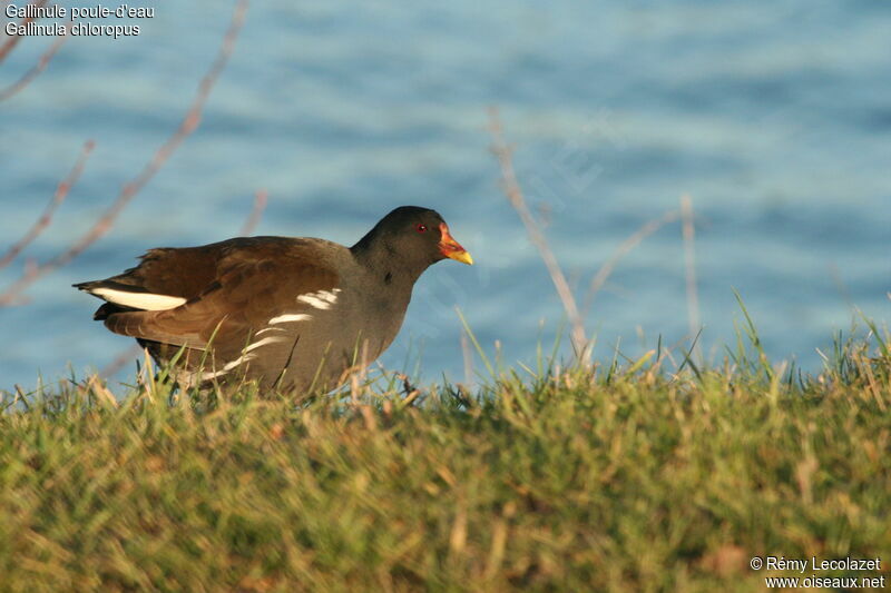 Gallinule poule-d'eau