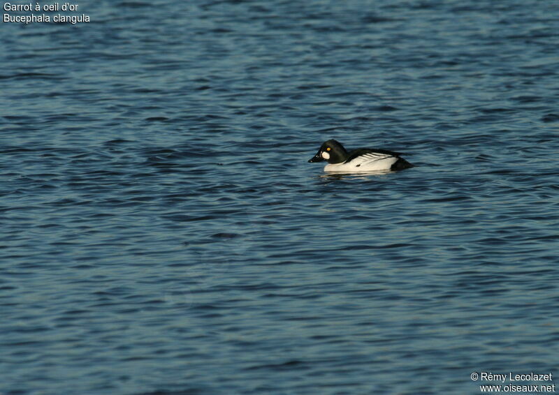 Garrot à oeil d'or