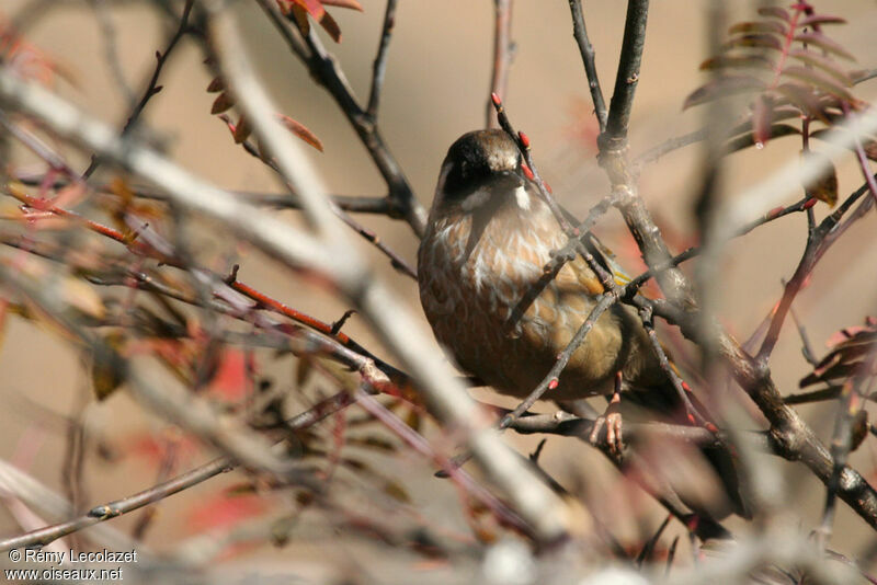 Black-faced Laughingthrush