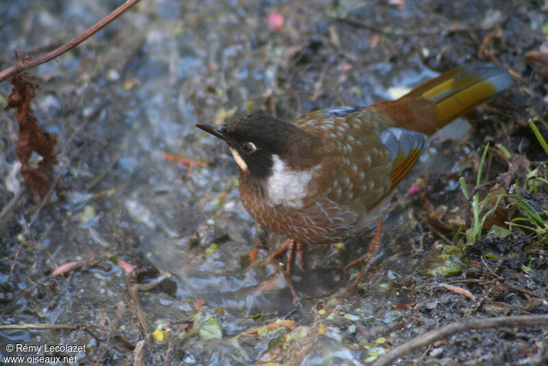 Black-faced Laughingthrush