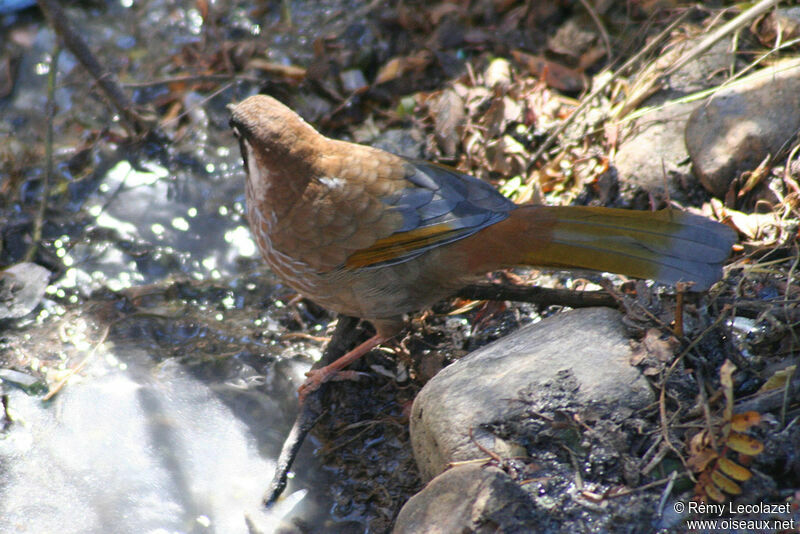 Black-faced Laughingthrush