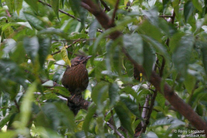 Streaked Laughingthrush