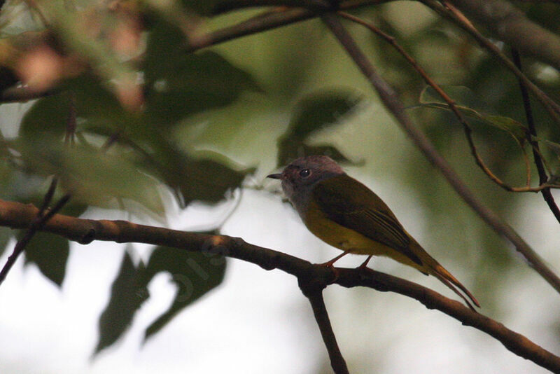 Grey-headed Canary-flycatcher