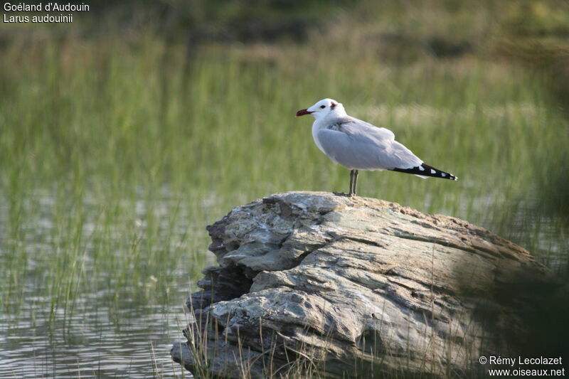 Goéland d'Audouin