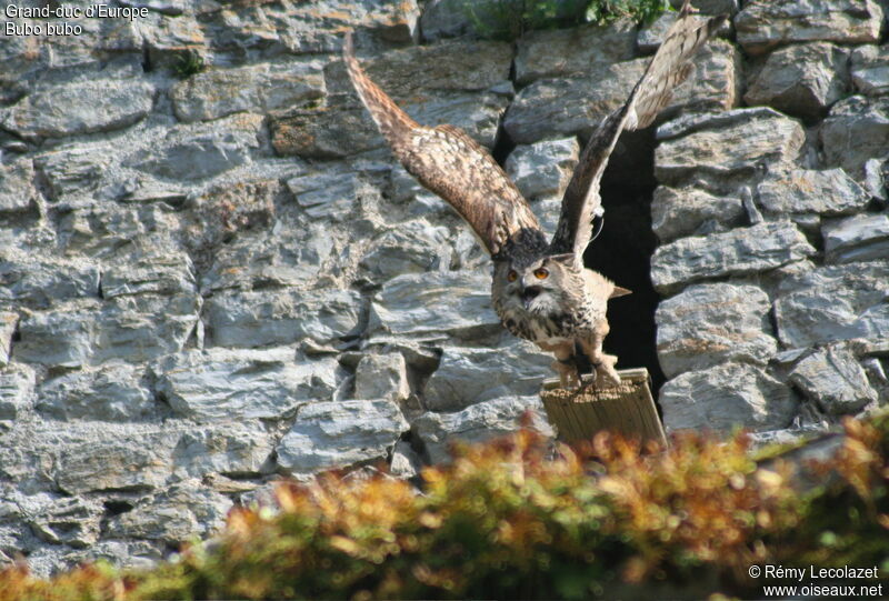 Eurasian Eagle-Owladult