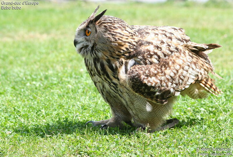 Eurasian Eagle-Owladult