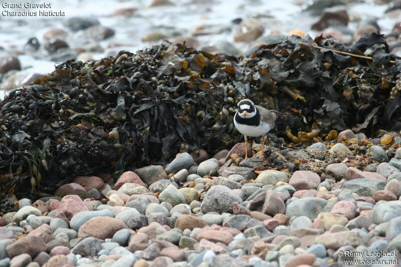 Common Ringed Plover