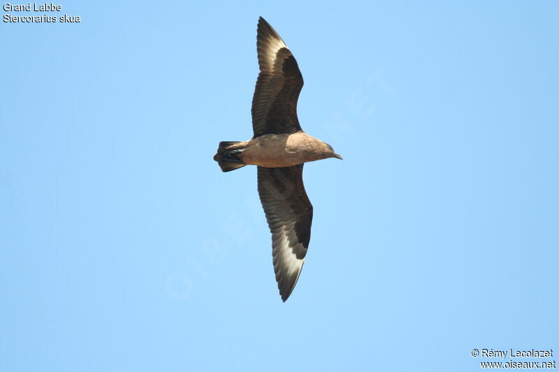 Great Skua