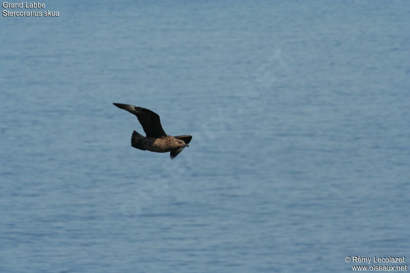 Great Skua