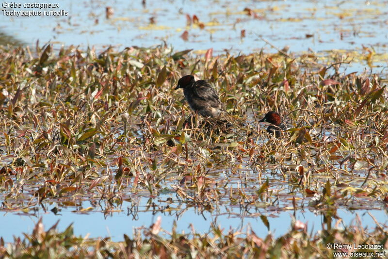 Little Grebe adult breeding, Reproduction-nesting