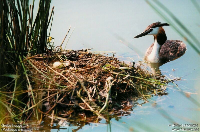 Great Crested Grebe