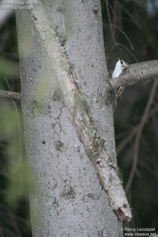 Grimpereau des bois