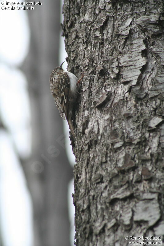 Eurasian Treecreeperadult