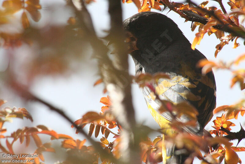 White-winged Grosbeak