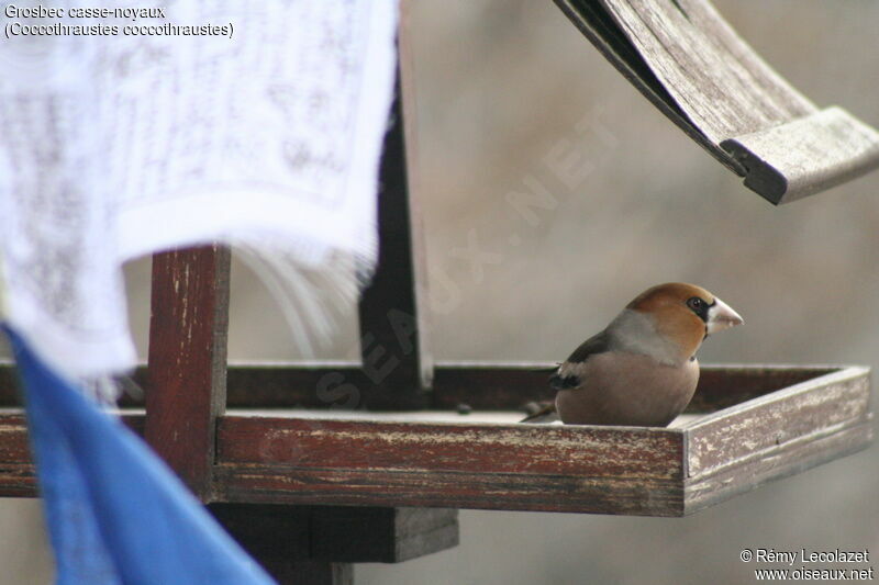 Hawfinch