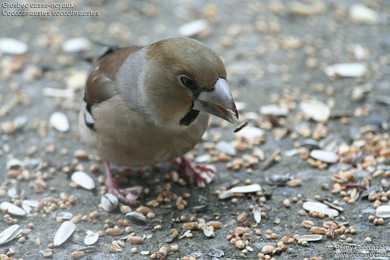 Hawfinch female