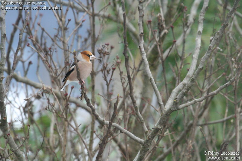 Hawfinch