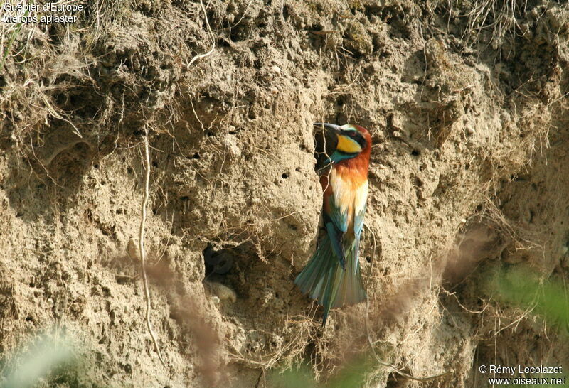 European Bee-eateradult breeding