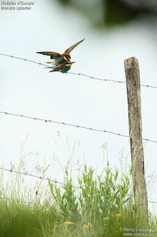 European Bee-eater adult breeding