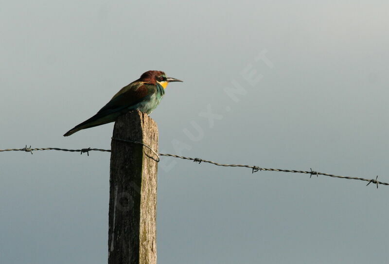 European Bee-eater