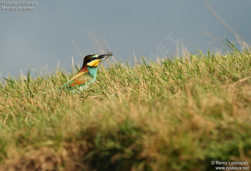 European Bee-eater male adult