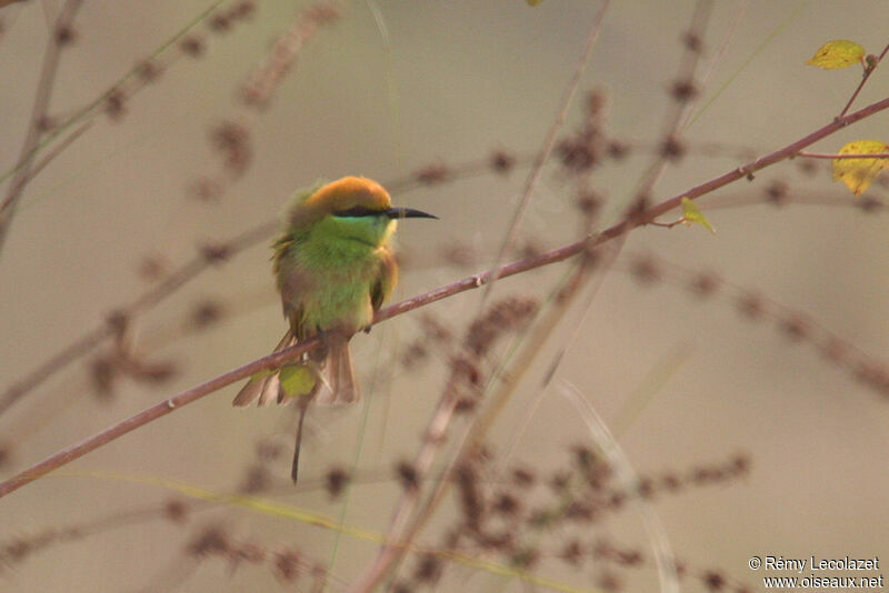 Asian Green Bee-eater