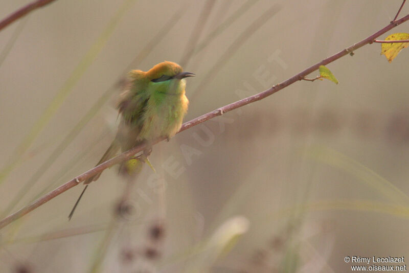 Asian Green Bee-eater