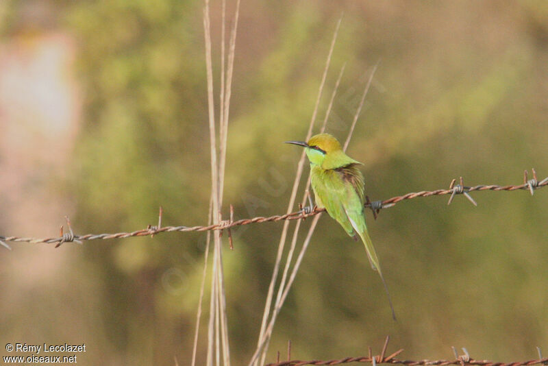 Asian Green Bee-eater