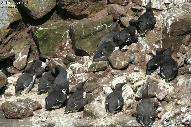 Guillemot de Troïladulte, Nidification